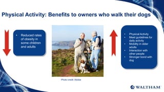 Physical Activity: Benefits to owners who walk their dogs
• Reduced rates
of obesity in
some children
and adults
• Physical Activity
• Meet guidelines for
daily activity
• Mobility in older
adults
• Interaction with
other people
• Stronger bond with
dog
Photo credit: Adobe
 