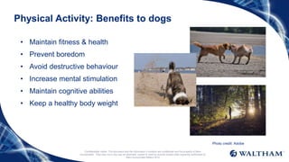 Physical Activity: Benefits to dogs
• Maintain fitness & health
• Prevent boredom
• Avoid destructive behaviour
• Increase mental stimulation
• Maintain cognitive abilities
• Keep a healthy body weight
Confidentiality notice: This document and the information it contains are confidential and the property of Mars
Incorporated. They may not in any way be disclosed, copied or used by anyone except when expressly authorised by
Mars Incorporated.©Mars 2014
Photo credit: Adobe
 