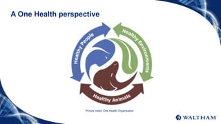 A One Health perspective
Picture credit: One Health Organisation
 
