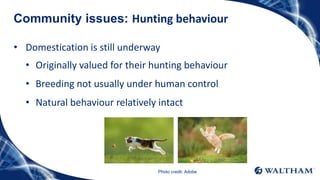 Community issues: Hunting behaviour
• Domestication is still underway
• Originally valued for their hunting behaviour
• Breeding not usually under human control
• Natural behaviour relatively intact
Photo credit: Adobe
 