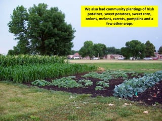 We also had community plantings of Irish
 potatoes, sweet potatoes, sweet corn,
onions, melons, carrots, pumpkins and a
            few other crops
 