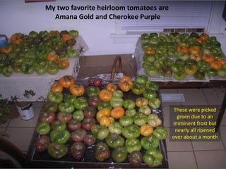My two favorite heirloom tomatoes are
  Amana Gold and Cherokee Purple




                                         These were picked
                                          green due to an
                                        imminent frost but
                                         nearly all ripened
                                        over about a month
 