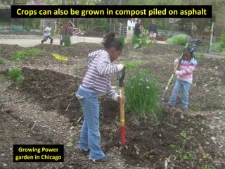 Crops can also be grown in compost piled on asphalt




 Growing Power
garden in Chicago
 