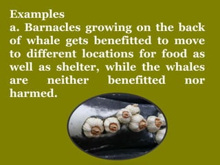 Examples
a. Barnacles growing on the back
of whale gets benefitted to move
to different locations for food as
well as shel...
