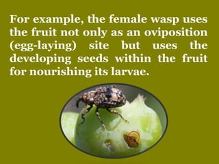 For example, the female wasp uses
the fruit not only as an oviposition
(egg-laying) site but uses the
developing seeds wit...