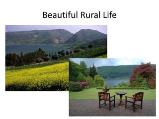 Beautiful Rural Life
 