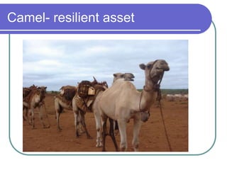 Camel- resilient asset
 