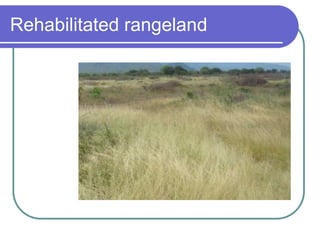 Rehabilitated rangeland
 