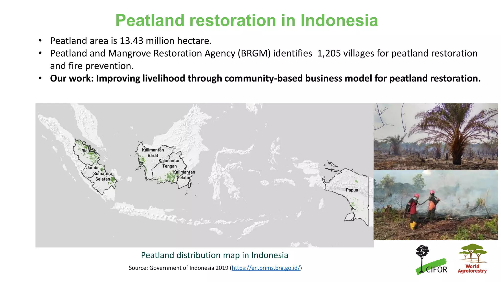 Peatland restoration in Indonesia
Peatland distribution map in Indonesia
Source: Government of Indonesia 2019 (https://en.prims.brg.go.id/)
• Peatland area is 13.43 million hectare.
• Peatland and Mangrove Restoration Agency (BRGM) identifies 1,205 villages for peatland restoration
and fire prevention.
• Our work: Improving livelihood through community-based business model for peatland restoration.
 