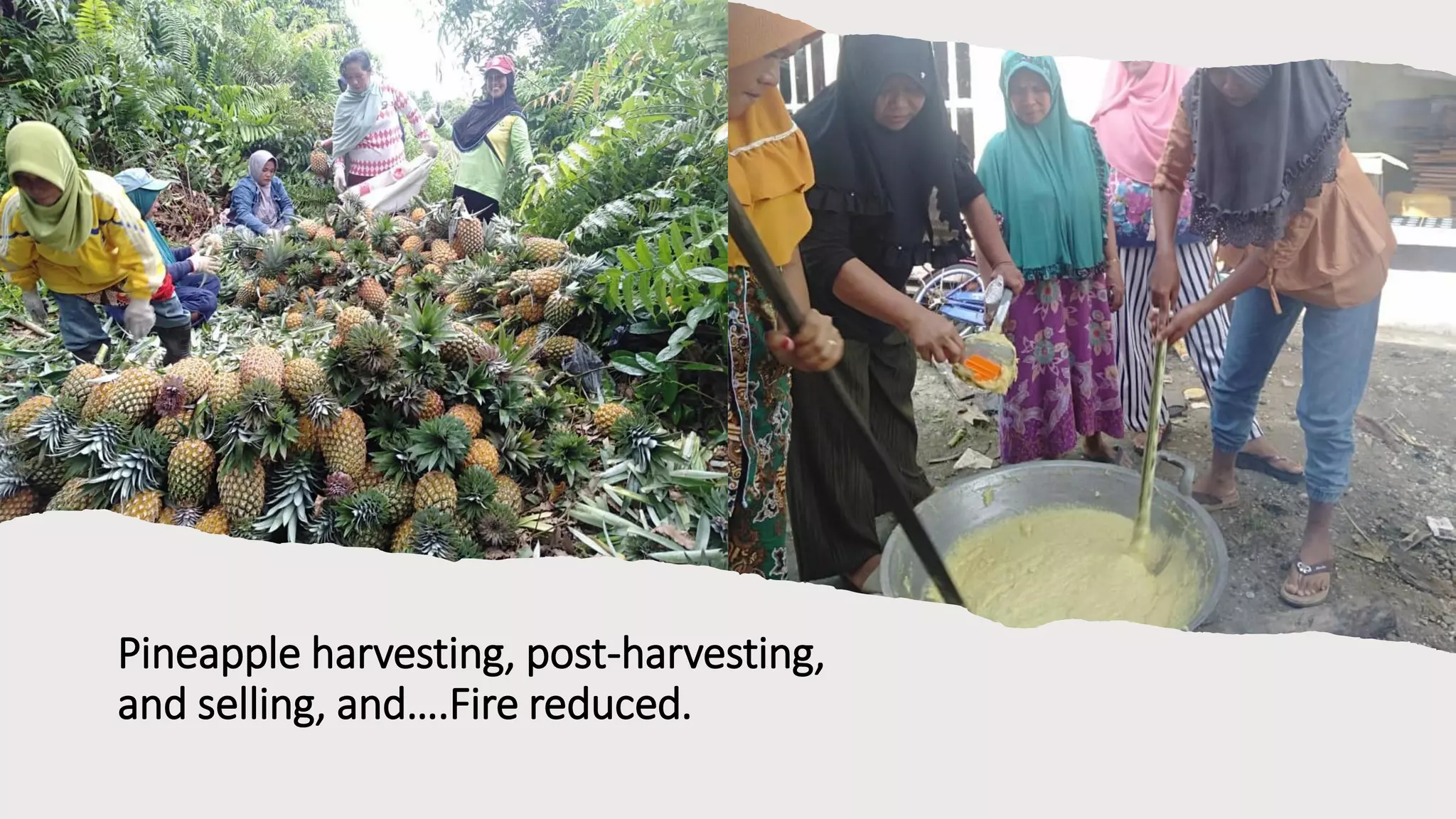 Pineapple harvesting, post-harvesting,
and selling, and….Fire reduced.
 