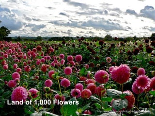 http://www.flickr.com/photos/pedjap/74410434/ Land of 1,000 Flowers 