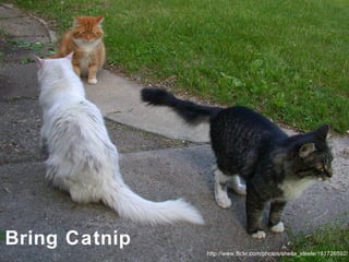 http://www.flickr.com/photos/sheila_steele/161726592/ Bring Catnip 