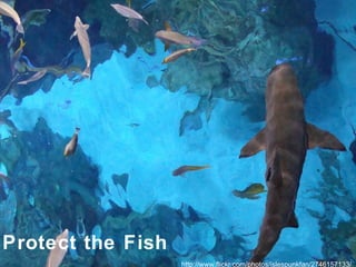 http://www.flickr.com/photos/islespunkfan/2746157133/ Protect the Fish 