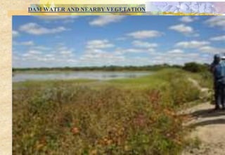 DAM WATER AND NEARBY VEGETATION
 