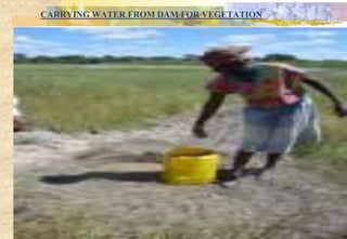 CARRYING WATER FROM DAM FOR VEGETATION
 