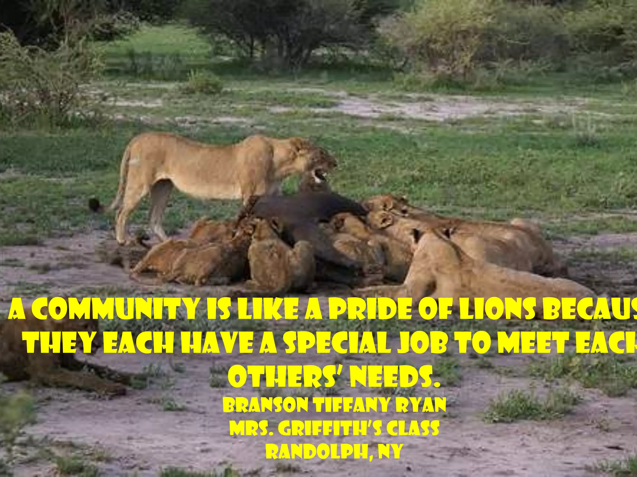 A community is like a pride of lions because they each have a special job to meet each others’ needs.  Branson Tiffany RyanMrs. Griffith’s ClassRandolph, NY