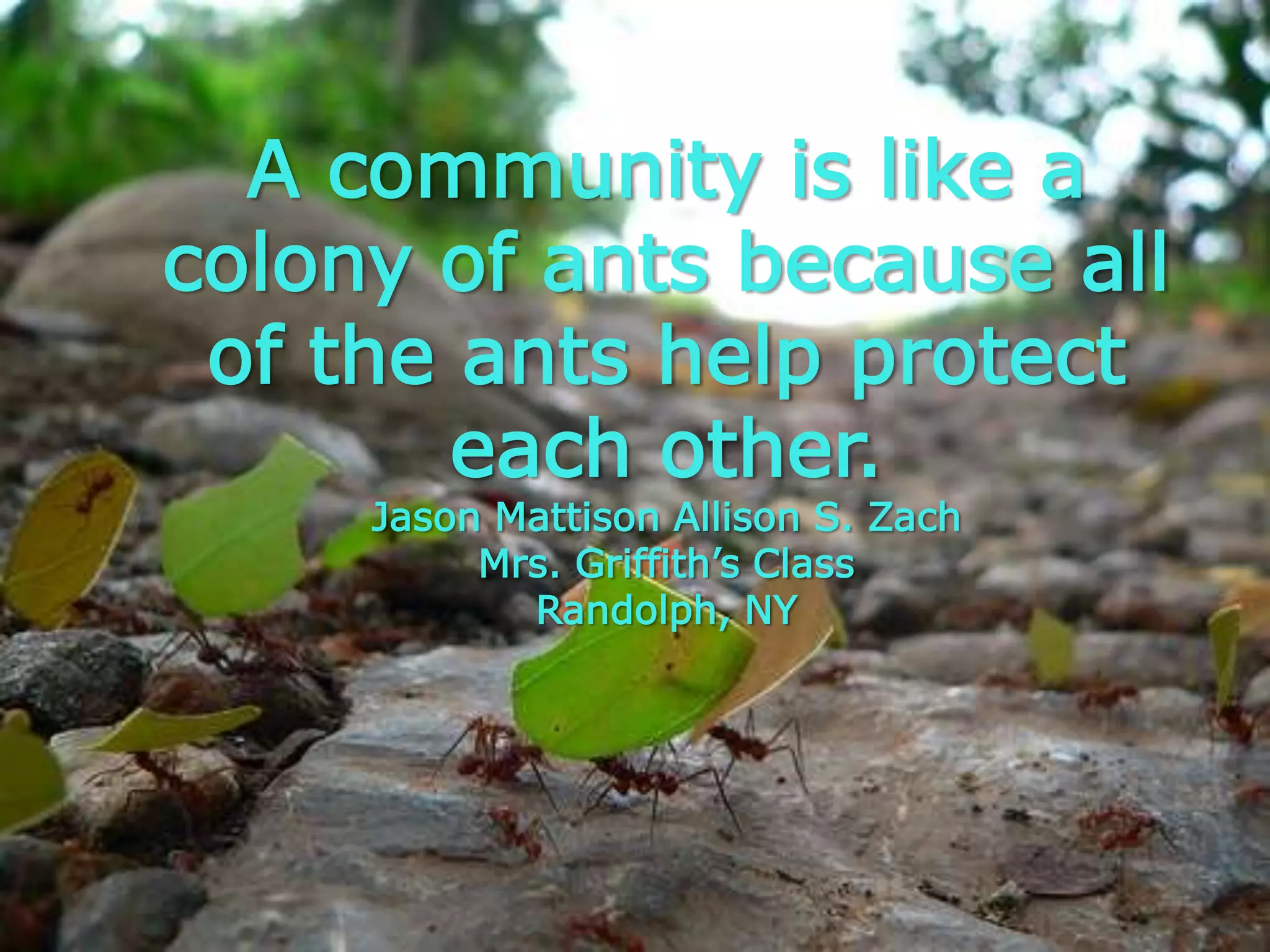 A community is like a colony of ants because all of the ants help protect each other.       Jason Mattison Allison S. ZachMrs. Griffith’s ClassRandolph, NY 