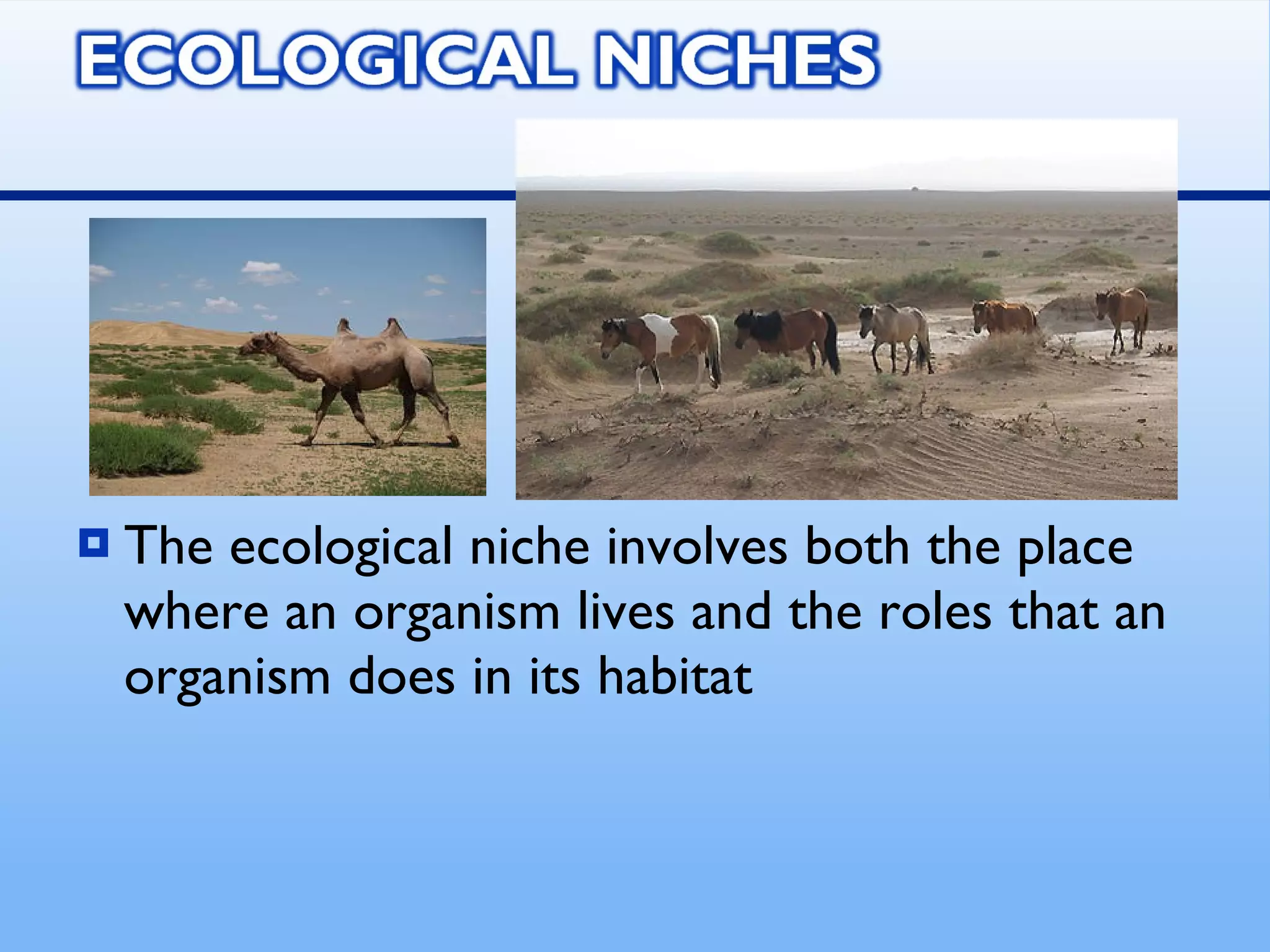 The ecological niche involves both the place where an organism lives and the roles that an organism does in its habitat 