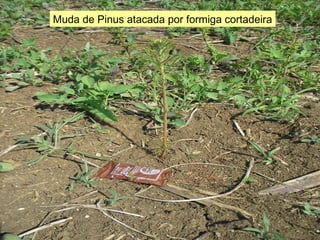 Muda de Pinus atacada por formiga cortadeira 
 
