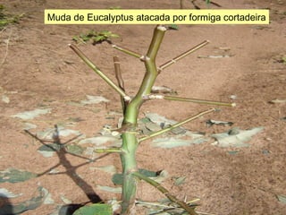 Muda de Eucalyptus atacada por formiga cortadeira 
 
