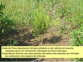 Muda de Pinus atacada por formiga cortadeira e com rebrota em touceira, 
causando perca em incremento, bifurcação ou tronco tortuosos, 
Especialistas afirmam que estas plantas não serão mais atacadas por formigas 
por produzirem uma espécie de anticorpo 
 
