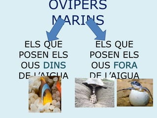 OVÍPERS
MARINS
ELS QUE
POSEN ELS
OUS DINS
DE L’AIGUA
ELS QUE
POSEN ELS
OUS FORA
DE L’AIGUA
 