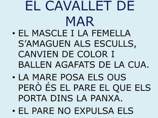 EL CAVALLET DE
MAR
• EL MASCLE I LA FEMELLA
S’AMAGUEN ALS ESCULLS,
CANVIEN DE COLOR I
BALLEN AGAFATS DE LA CUA.
• LA MARE POSA ELS OUS
PERÒ ÉS EL PARE EL QUE ELS
PORTA DINS LA PANXA.
• EL PARE NO EXPULSA ELS
 