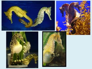 Com neixen els animals marins 