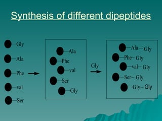 Synthesis of different dipeptides
Gly
Ala
Phe
val
Ser
Gly
Ala
Phe
val
Ser
Gly
Ala
Phe
val
Ser
Gly
Gly
Gly
Gly
Gly
Gly
 