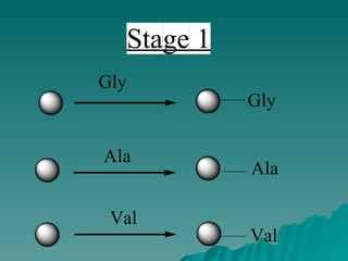 Gly
Gly
Ala
Ala
Val
Val
Stage 1
 