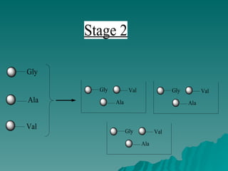 Gly
Ala
Val
Gly Val
Ala Ala
Gly Val
Ala
Gly Val
Stage 2
 