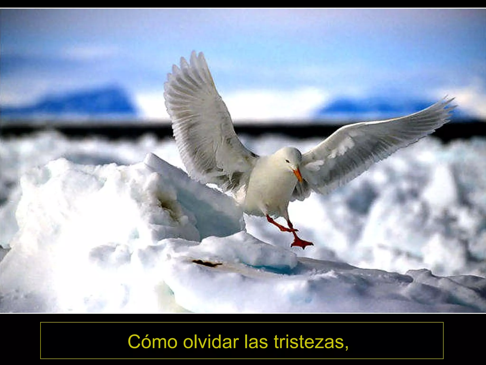 Cómo olvidar las tristezas,