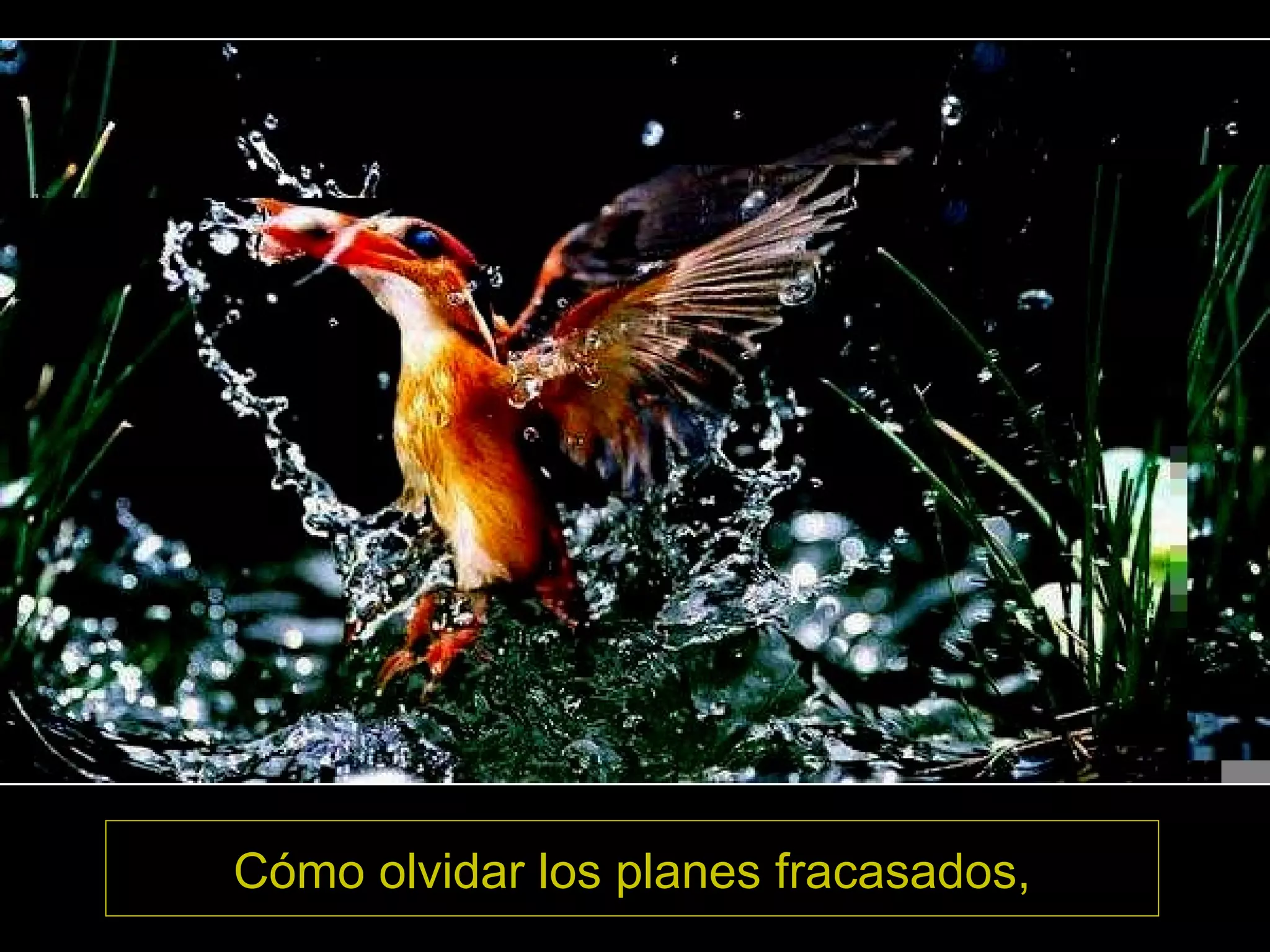 Cómo olvidar los planes fracasados,