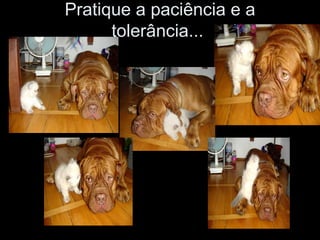 Pratique a paciência e a tolerância...  