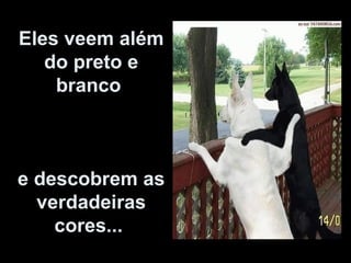 Eles veem além do preto e branco     e descobrem as verdadeiras cores...  