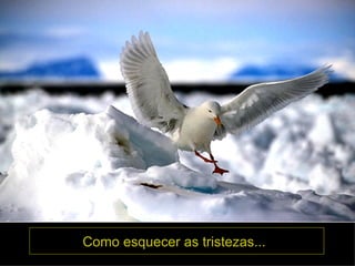 Como esquecer as tristezas...   