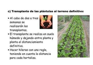 c) Transplante de las ))) TTTrrraaannnsssppplllaaannnttteee dddeee lllaaasss pppplllláááánnnnttttuuuullllaaaassss aaaallll tttteeeerrrrrrrreeeennnnoooo ddddeeeeffffiiiinnnniiiittttiiiivvvvoooo: 
• Al cabo de dos a tres 
semanas se 
realizarán los 
transplantes. 
• El transplante se realiza en suelo 
húmedo y dejando entre planta y 
planta el distanciamiento 
definitivo. 
• Hacer hileras con una regla, 
teniendo en cuenta la distancia 
para cada hortaliza. 
 