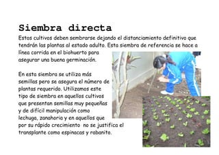 Siembra directa 
Estos cultivos deben sembrarse dejando el distanciamiento definitivo que 
tendrán las plantas al estado adulto. Esta siembra de referencia se hace a 
línea corrida en el biohuerto para 
asegurar una buena germinación. 
En esta siembra se utiliza más 
semillas pero se asegura el número de 
plantas requerido. Utilizamos este 
tipo de siembra en aquellos cultivos 
que presentan semillas muy pequeñas 
y de difícil manipulación como 
lechuga, zanahoria y en aquellos que 
por su rápido crecimiento no se justifica el 
transplante como espinacas y rabanito. 
 