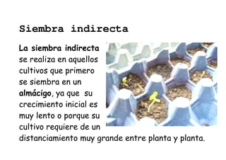 Siembra indirecta 
La siembra indirecta 
se realiza en aquellos 
cultivos que primero 
se siembra en un 
almácigo, ya que su 
crecimiento inicial es 
muy lento o porque su 
cultivo requiere de un 
distanciamiento muy grande entre planta y planta. 
 