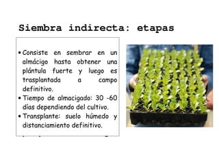 Siembra indirecta: etapas 
• Consiste en sembrar en un 
almácigo hasta obtener una 
plántula fuerte y luego es 
trasplantada a campo 
definitivo. 
• Tiempo de almacigado: 30 -60 
días dependiendo del cultivo. 
• Transplante: suelo húmedo y 
distanciamiento definitivo. 
a) Preparación aaa))) PPPrrreeepppaaarrraaaccciiióóónnn ddddeeee aaaallllmmmmáááácccciiiiggggoooossss:::: 
 