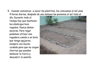 5. Cuando comiencen a nacer las plantitas, las colocamos al sol unas 
4 horas diarias, después de una semana las ponemos al sol todo el 
día. Durante todo el 
tiempo hay que mantener 
los almácigos bien 
regados. Nunca deben 
secarse: Para regar 
podemos utilizar una 
regadera común o un bote 
que tenga agujeros, 
siempre con mucho 
cuidado para que no caigan 
chorros que puedan 
deslavar la tierra y 
descubrir la semilla. 
 