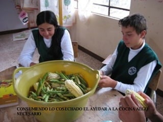 CONSUMIENDO LO COSECHADO EL AYUDAR A LA COCINA ALGO NECESARIO 