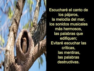 Escucharé el canto de
los pájaros,
la melodía del mar,
los sonidos musicales
más hermosos,
las palabras que
edifiquen;
Evitaré escuchar las
críticas,
las mentiras,
las palabras
destructivas.
 