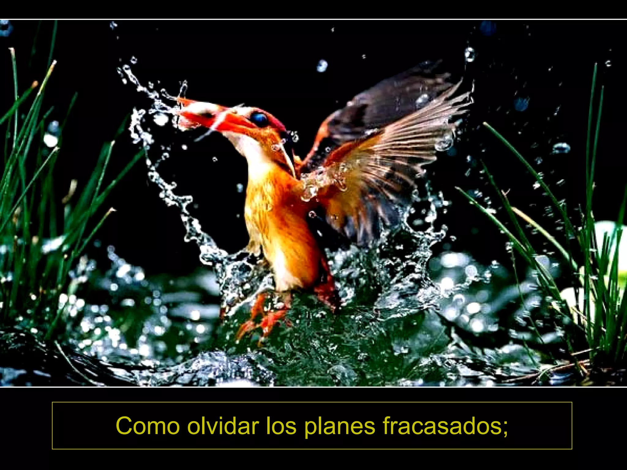 Como olvidar los planes fracasados;