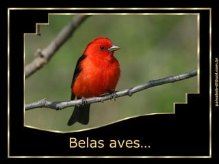 Belas aves… 