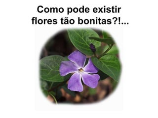 Como pode existir  flores t ão bonitas?!... 