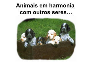 Animais em harmonia  com outros seres… 