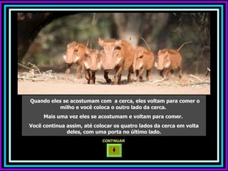 Quando eles se acostumam com  a cerca, eles voltam para comer o milho e você coloca o outro lado da cerca.  Mais uma vez eles se acostumam e voltam para comer.  Você continua assim, até colocar os quatro lados da cerca em volta deles, com uma porta no último lado. CONTINUAR  
