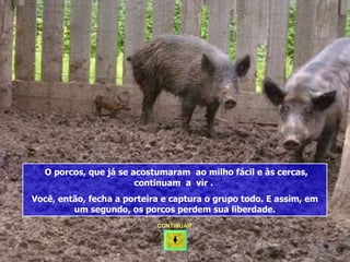 O porcos, que já se acostumaram  ao milho fácil e às cercas, continuam  a  vir .  Você, então, fecha a porteira e captura o grupo todo. E assim, em um segundo, os porcos perdem sua liberdade. CONTINUAR  