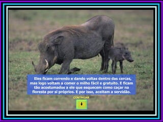 Eles ficam correndo e dando voltas dentro das cercas, mas logo voltam a comer o milho fácil e gratuito. E ficam tão acostumados a ele que esquecem como caçar na floresta por si próprios. E por isso, aceitam a servidão. CONTINUAR  
